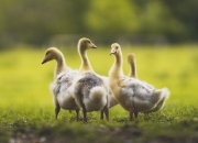 开云平台-凤凰涅槃，布克抢七夜的救赎之战