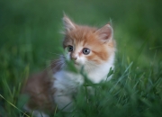 开云体育官方网站-加维闪耀南美之巅，阿根廷对阵委内瑞拉，18岁天才用实力撕掉新梅西标签