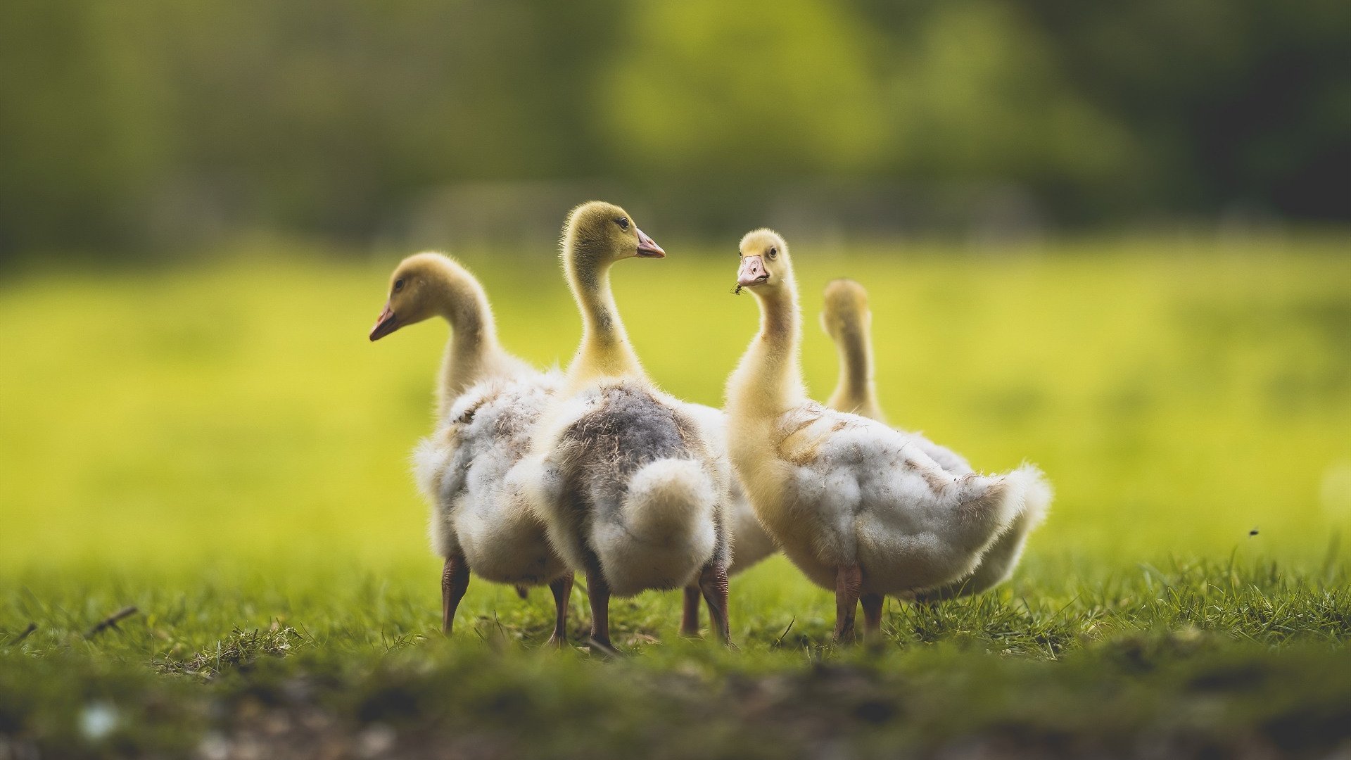凤凰涅槃，布克抢七夜的救赎之战
